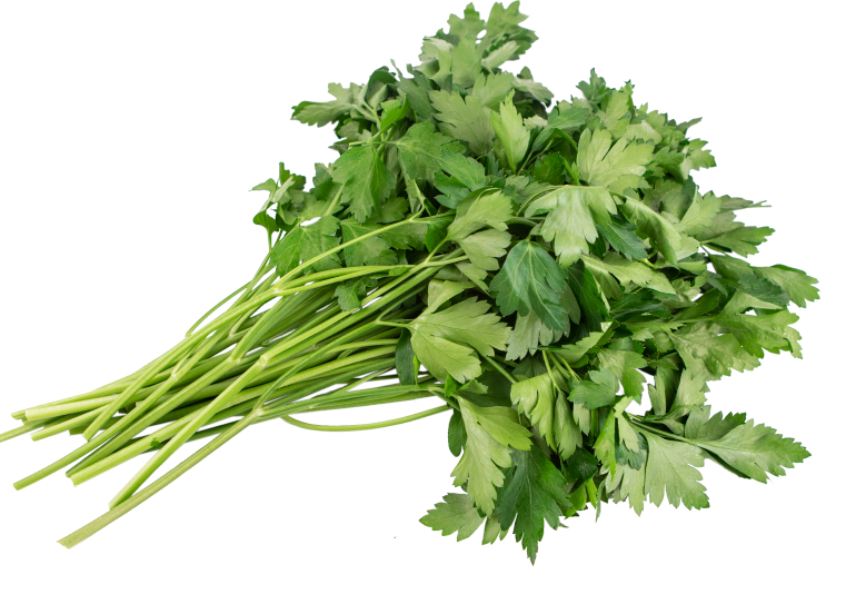 신선한 미나리 한 묶음