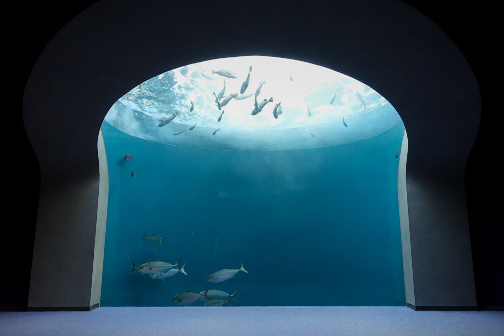 四国水族館の展示