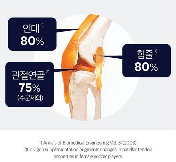 무릎 관절의 콜라겐 구성