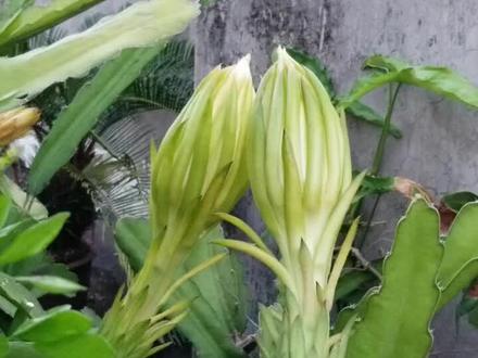 霸王花和其他花卉相比有哪些独特之处第2张