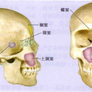 鼻子的结构第3张