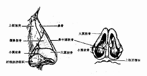 鼻子的结构第1张